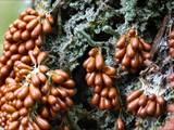 Leocarpus fragilis bildet auf feuchtem, bemoostem Totholz in dichten Gruppen glatte, stark glänzende, tropfen- bis birnenförmige Sporangien (ocker- bis kastanienbraun).